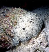 Bonaire 21